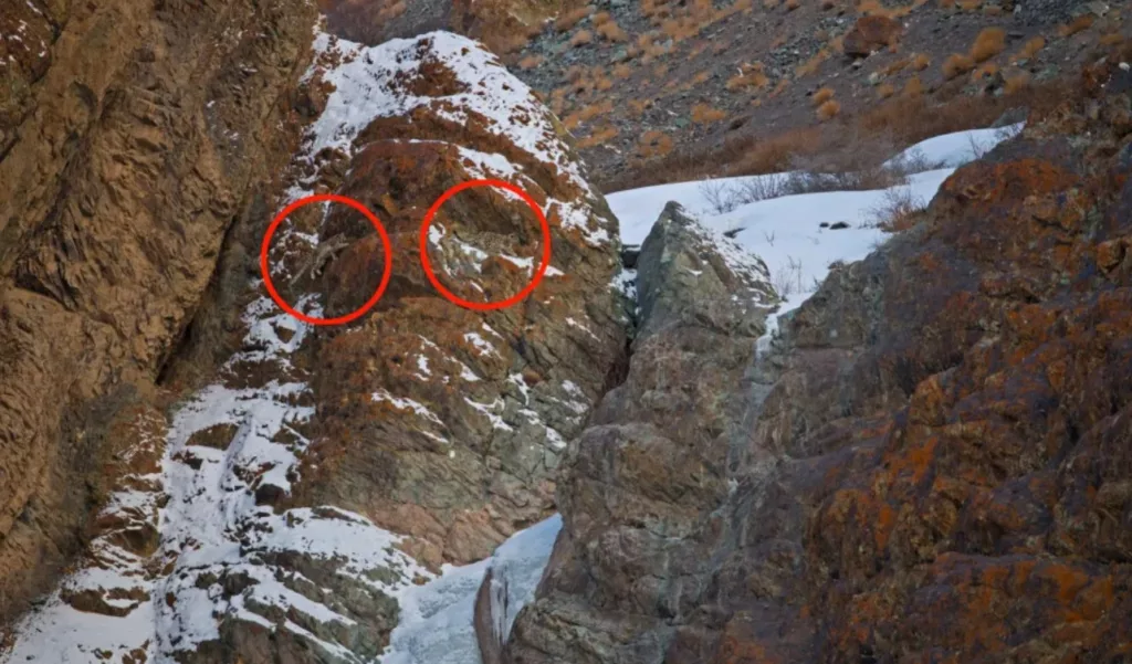 Can You Spot Two Snow Leopards In Mountains Optical Illusion Answer