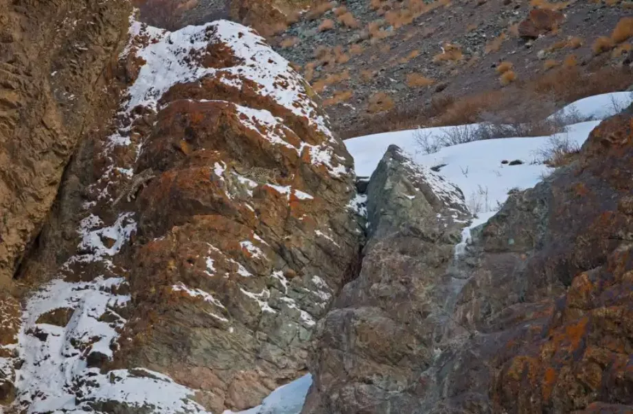 Can You Spot Two Snow Leopards In Mountains Optical Illusion