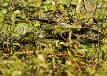 Spot the Sleeping Alligator Hidden Under the Algae of the Swamp in this Optical Illusion