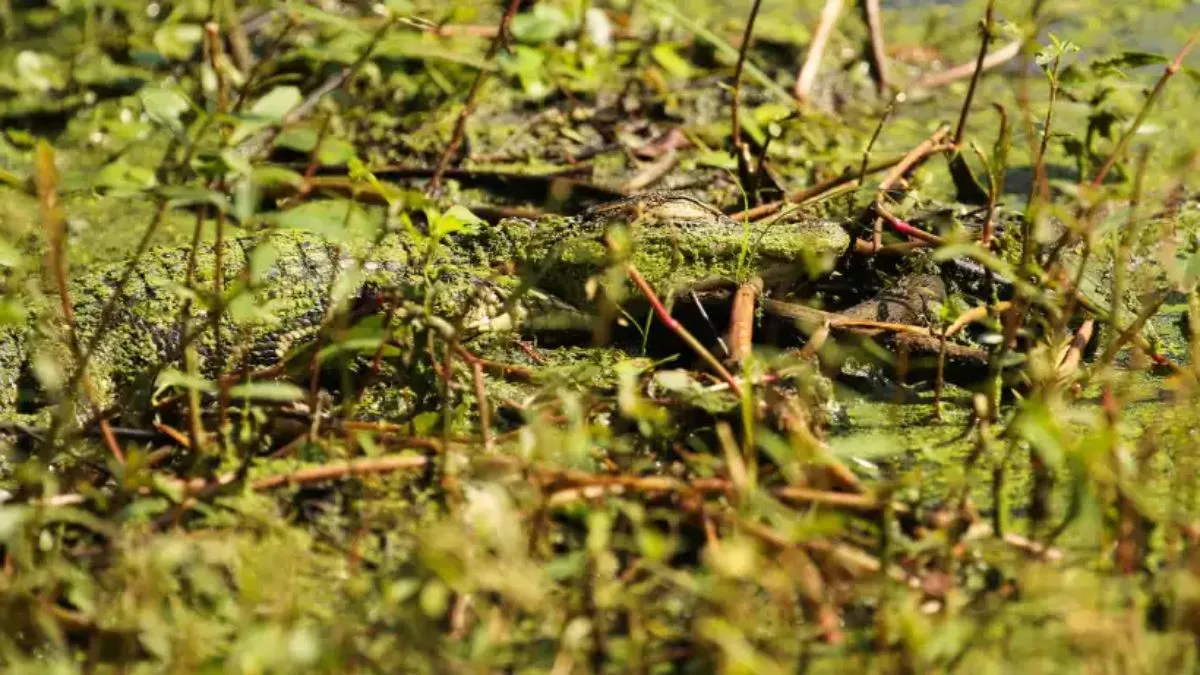Spot the Sleeping Alligator Hidden Under the Algae of the Swamp in this Optical Illusion