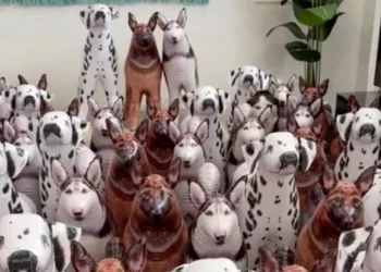 Optical Illusion Spot Real Dog Among Fake Pet Pooches