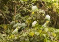 Optical Illusion Spot 10 Parrots In The Forest Picture