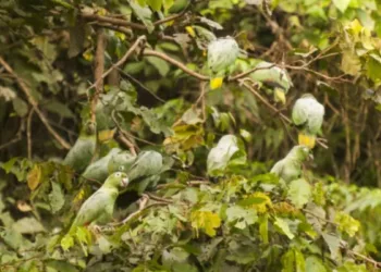Optical Illusion Spot 10 Parrots In The Forest Picture