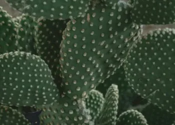 Optical Illusion Spot Cat Hidden Among The Cacti In The Picture