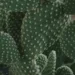 Optical Illusion Spot Cat Hidden Among The Cacti In The Picture