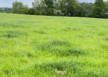 Optical Illusion Spot Hare In The Picture Of A Greenfield