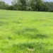 Optical Illusion Spot Hare In The Picture Of A Greenfield