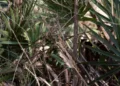 Optical Illusion Spot The Bird Hidden In The Picture