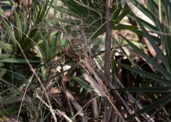 Optical Illusion Spot The Bird Hidden In The Picture