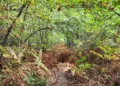Optical Illusion Spot The Dog Hidden In The Woods In Picture