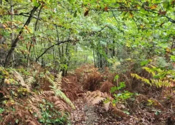 Optical Illusion Spot The Dog Hidden In The Woods In Picture