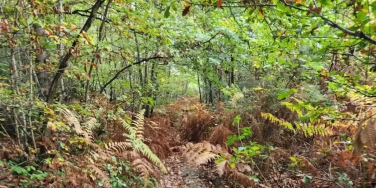 Optical Illusion Spot The Dog Hidden In The Woods In Picture