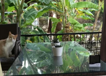 Optical Illusion Spot The Second Cat In The Picture