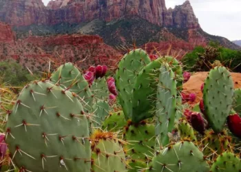 Spot the Cat Hidden Among The Cacti in this Optical Illusion Picture