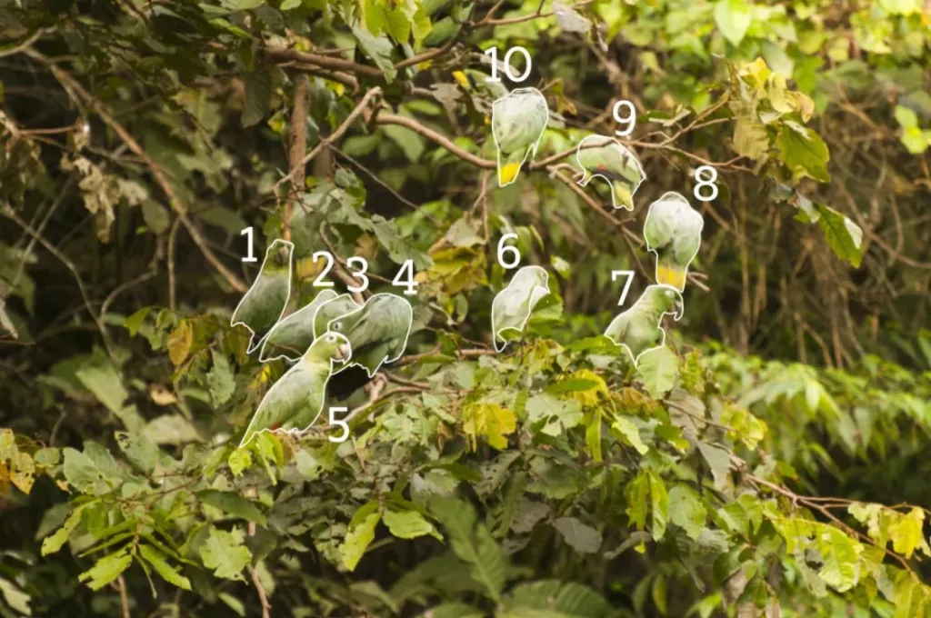Spot 10 Parrots In The Forest Picture Optical Illusion Answer