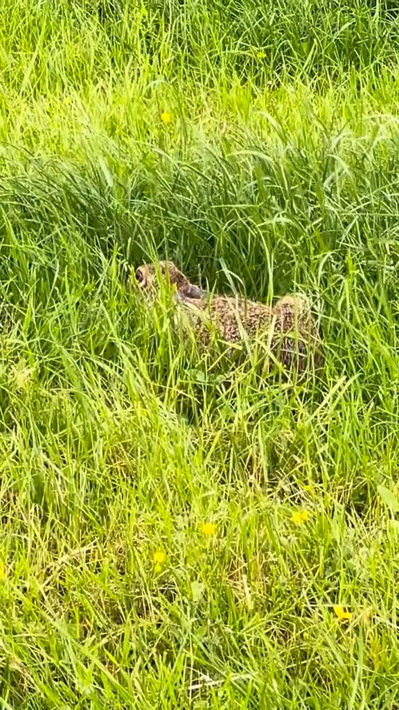 Spot the Hare Hiding in the Picture In 3 Seconds?