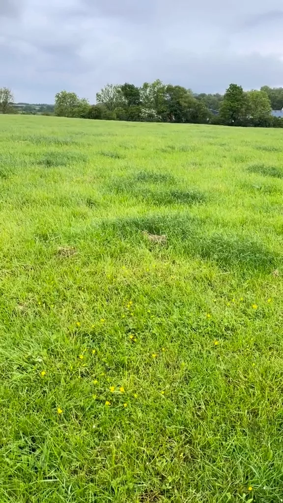 Optical Illusion Observation Test: Do You See A hare Hiding In The Beautiful Yard?