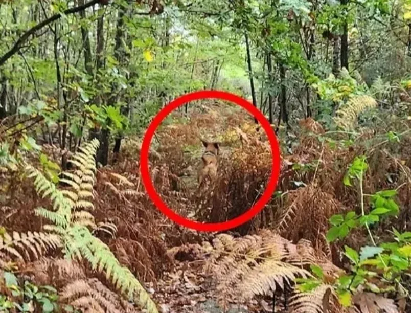 Spot The Dog Hidden In The Woods In Picture Optical Illusion Answer