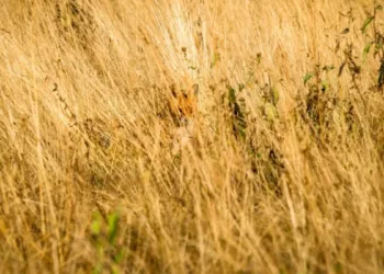 Optical Illusion Observation Test: Do You See A Red Fox Hiding In The Grass?