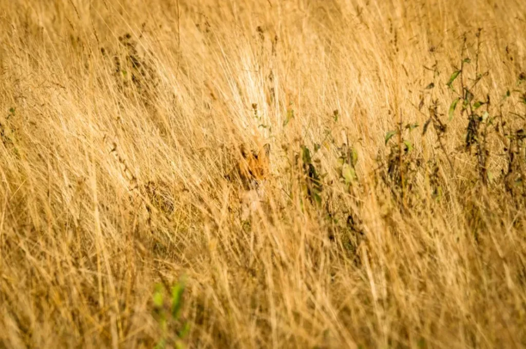 Do You See A Red Fox Hiding In The Grass?