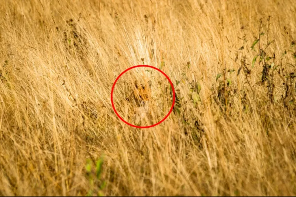 Spot Red Fox Hidden In The Grass In Picture Optical Illusion Answer