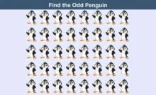 find odd penguin